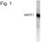 Neuropeptide FF Receptor 1 antibody, PA1-4224, Invitrogen Antibodies, Western Blot image 