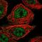 Cilia And Flagella Associated Protein 20 antibody, HPA018195, Atlas Antibodies, Immunocytochemistry image 