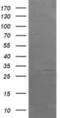 Armadillo Repeat Containing 1 antibody, NBP2-46543, Novus Biologicals, Western Blot image 