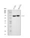 Glutaminase antibody, M01272-2, Boster Biological Technology, Western Blot image 