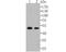 Calcium/Calmodulin Dependent Protein Kinase IV antibody, A01905-1, Boster Biological Technology, Western Blot image 