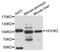 Protein Hook homolog 2 antibody, STJ110509, St John