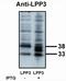 Phospholipid Phosphatase 3 antibody, PA1-12680, Invitrogen Antibodies, Western Blot image 