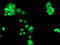 Chimerin 1 antibody, LS-C337819, Lifespan Biosciences, Immunofluorescence image 