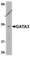 GATA binding protein 3 antibody, 5599, ProSci Inc, Western Blot image 