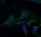 BECN1 antibody, FNab00860, FineTest, Immunofluorescence image 