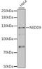 Enhancer of filamentation 1 antibody, 18-685, ProSci, Western Blot image 