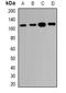 RNA Binding Motif Protein 26 antibody, orb382534, Biorbyt, Western Blot image 