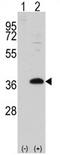 FRAT Regulator Of WNT Signaling Pathway 1 antibody, AP11408PU-N, Origene, Western Blot image 
