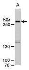 Histone-lysine N-methyltransferase SETD1A antibody, PA5-35975, Invitrogen Antibodies, Western Blot image 