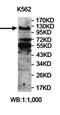 Ubiquitin Specific Peptidase 15 antibody, orb78136, Biorbyt, Western Blot image 