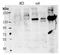 Contactin-4 antibody, AP32063PU-N, Origene, Western Blot image 