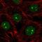 NOP2/Sun RNA Methyltransferase 5 antibody, HPA045590, Atlas Antibodies, Immunofluorescence image 