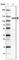 MORC Family CW-Type Zinc Finger 4 antibody, HPA000395, Atlas Antibodies, Western Blot image 