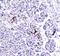 Probetacellulin antibody, A02171-3, Boster Biological Technology, Immunohistochemistry paraffin image 