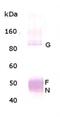 Respiratory Syncytial Virus antibody, NBP1-30413, Novus Biologicals, Western Blot image 