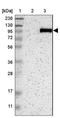 Actin Filament Associated Protein 1 antibody, NBP1-90216, Novus Biologicals, Western Blot image 