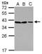 EMB antibody, GTX105299, GeneTex, Western Blot image 