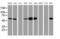 Lectin, Mannose Binding 1 antibody, MA5-25373, Invitrogen Antibodies, Western Blot image 