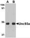 Unc-93 Homolog A antibody, 4551, ProSci, Western Blot image 