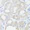 Proline Rich 11 antibody, 16-128, ProSci, Immunohistochemistry paraffin image 