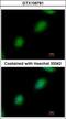 TP53RK Binding Protein antibody, GTX106781, GeneTex, Immunofluorescence image 