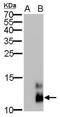 Pancreatic polypeptide antibody, NBP2-43741, Novus Biologicals, Western Blot image 