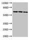 Netrin 1 antibody, CSB-PA016127LA01HU, Cusabio, Western Blot image 