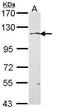 KIF5A antibody, GTX113761, GeneTex, Western Blot image 