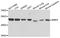 Bone morphogenetic protein 5 antibody, A8401, ABclonal Technology, Western Blot image 