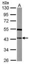 SplA/Ryanodine Receptor Domain And SOCS Box Containing 3 antibody, PA5-31502, Invitrogen Antibodies, Western Blot image 
