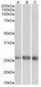 Epidermal growth factor-like protein 7 antibody, AP33497PU-N, Origene, Western Blot image 