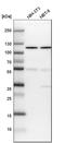 Ribosomal RNA-processing protein 44 antibody, HPA039281, Atlas Antibodies, Western Blot image 