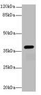 Leucine Rich Alpha-2-Glycoprotein 1 antibody, A64136-100, Epigentek, Western Blot image 