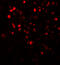 NADPH oxidase 4 antibody, 7927, ProSci Inc, Immunofluorescence image 