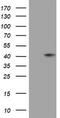 Sialidase-1 antibody, TA801703, Origene, Western Blot image 