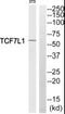 Transcription Factor 7 Like 1 antibody, PA5-39499, Invitrogen Antibodies, Western Blot image 