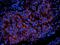 CD38 Molecule antibody, GTX37752, GeneTex, Immunohistochemistry frozen image 