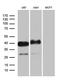Podoplanin antibody, LS-C796081, Lifespan Biosciences, Western Blot image 