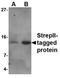 Strep Tag II antibody, orb74884, Biorbyt, Western Blot image 
