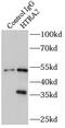 Serine protease HTRA2, mitochondrial antibody, FNab04070, FineTest, Immunoprecipitation image 