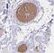 Hemoglobin subunit alpha-1 antibody, NBP2-54711, Novus Biologicals, Immunohistochemistry frozen image 