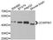 Zinc Finger CW-Type And PWWP Domain Containing 1 antibody, A7596, ABclonal Technology, Western Blot image 