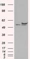 DEAD (Asp-Glu-Ala-Asp) box polypeptide 6 antibody, NB100-2818, Novus Biologicals, Western Blot image 