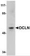 Occludin antibody, 5191, ProSci, Western Blot image 