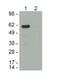 His tag antibody, 14-6657-80, Invitrogen Antibodies, Western Blot image 