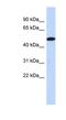 Tripartite Motif Family Like 2 antibody, NBP1-56795, Novus Biologicals, Western Blot image 