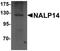 NLR Family Pyrin Domain Containing 14 antibody, orb94585, Biorbyt, Western Blot image 