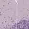 Basic Helix-Loop-Helix Family Member E22 antibody, HPA064128, Atlas Antibodies, Immunohistochemistry frozen image 
