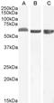 Formimidoyltransferase Cyclodeaminase antibody, LS-B2755, Lifespan Biosciences, Western Blot image 